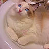 Snowleah Mocha is registered to the contest to win money with this photo: bathroom, blue_eyes, buttercream_frosting, cat, countertop, cream_fur, curious, cute, domestic_animal, faucet, fluffy, heart_doodle, indoor, looking_up, pet, pink_nose, relaxed, sink, whiskers, white_fur