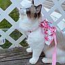 animal, blue_eyes, cat, close_up, curious, daylight, domestic, feline, floral_pattern, garden, grey_fur, house_siding, lattice_fence, leash, outdoor, pet, pink_harness, side_view, white_fur, wooden_deck