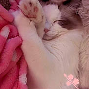 Snowleah Mocha is registered to the contest to win money with this photo: animal, blanket, cat, closeup, cozy, cute, domestic, fluffy, fur, indoor, paw, peaceful, pet, pink_blanket, relaxation, resting, sleeping, snuggled, soft_texture, warm_colors