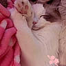 animal, blanket, cat, closeup, cozy, cute, domestic, fluffy, fur, indoor, paw, peaceful, pet, pink_blanket, relaxation, resting, sleeping, snuggled, soft_texture, warm_colors