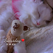 Snowleah Mocha joined the competition — help win amazing prizes! adorable, animal, blanket, cat, closeup, comfort, cozy, cute, fluffy, fur, indoor, nap, paw, pet, pink_collar, plush_toy, resting, sleeping, soft_texture, white_cat