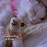 adorable, animal, blanket, cat, closeup, comfort, cozy, cute, fluffy, fur, indoor, nap, paw, pet, pink_collar, plush_toy, resting, sleeping, soft_texture, white_cat