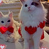 animal, cat, couch, cozy, cute, cute_pets, decor, feline, fluffy_cat, heart_effects, home, indoor, looking_up, pet, portrait, red_bow, red_outfit, soft_lighting, two_cats, white_cat