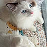 Snowleah Mocha joined the competition — help win amazing prizes! adorable, animal, blue_eyes, cat, closeup, companion, cozy, curious, cute, domestic, feline, floral_pattern, fluffy, indoor, looking_up, pet, plush_toy, resting, soft_toy, white_cat