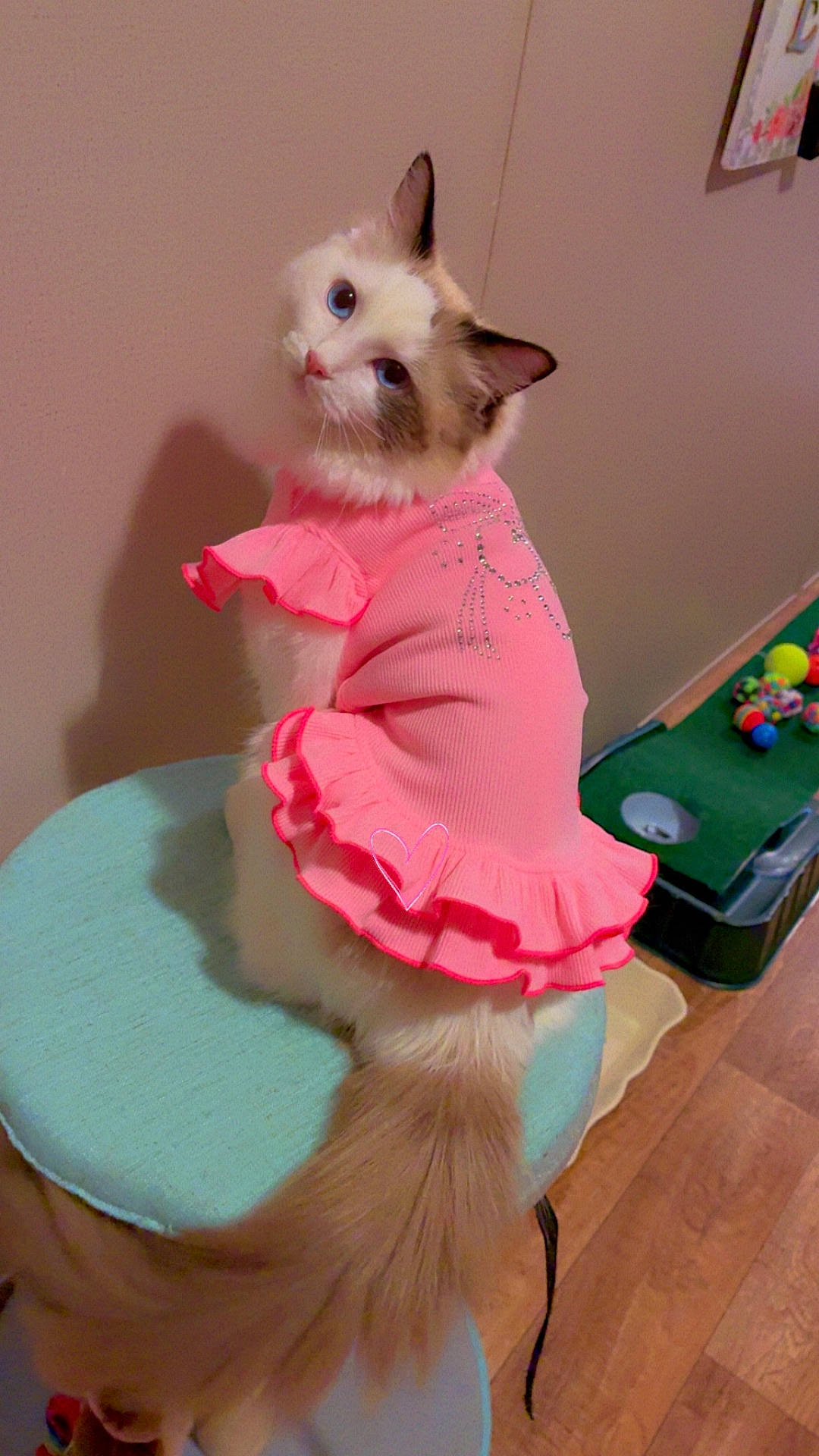 animal, blue_eyes, cat, colorful, curious, cute, fluffy, furniture, heart_design, indoor, pet, pink_dress, play_mat, ruffles, sitting, stool, tail, toys, wall, wooden_floor