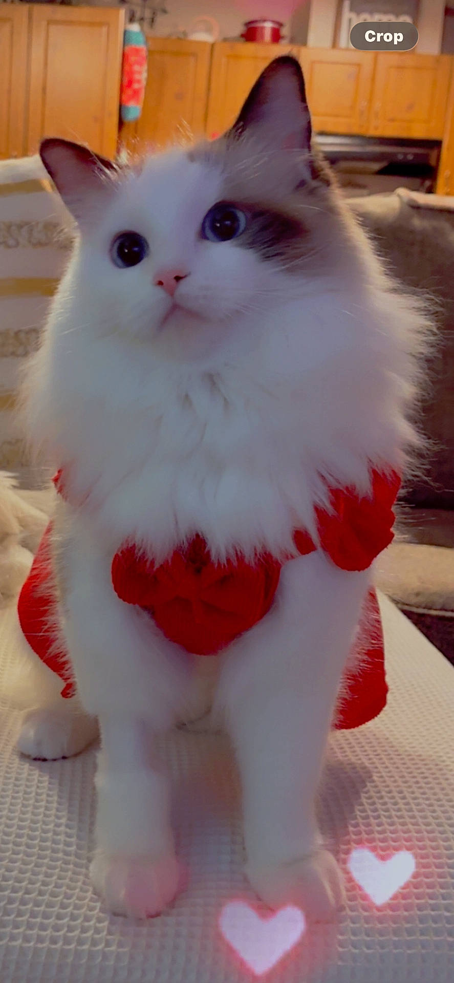 adorable, animal, cat, cozy, cute, domestic, eyes, feline, fluffy, furry, heart_shape, indoor, paws, pet, portrait, red_clothing, sitting, soft, white, wooden_cabinets