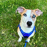 Bluey is registered to the contest to win money with this photo: dog, blue_harness, blue_eyes, grass, pet, canine, outdoor, animal, sitting, leash, cute, alert, fur, ears, nose, collar, nature, young_dog, friendly, portrait