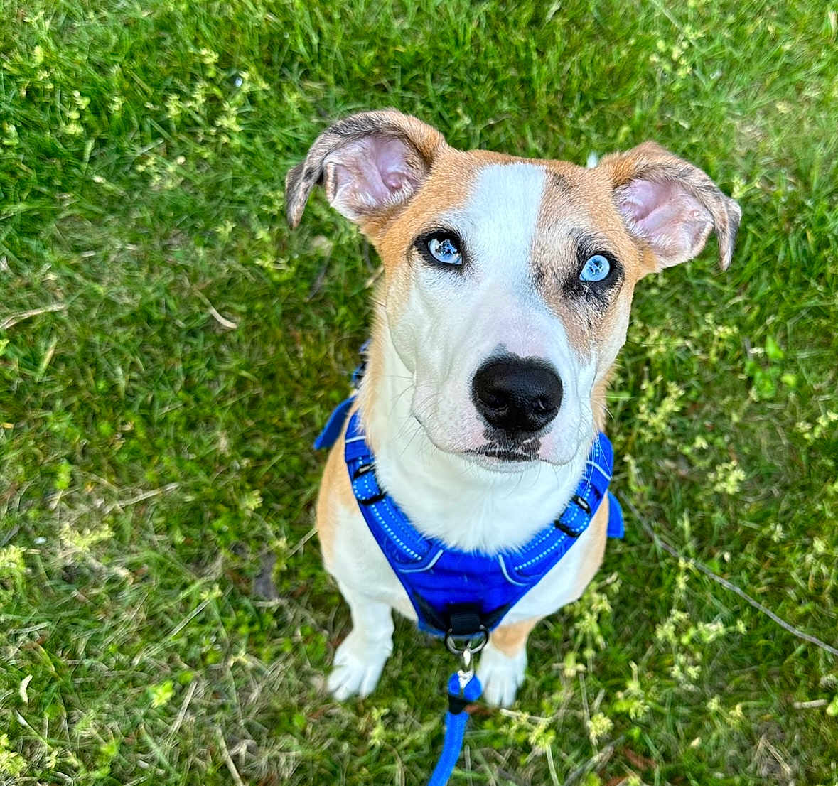 Bluey is registered to the contest to win money with this photo: dog, blue_harness, blue_eyes, grass, pet, canine, outdoor, animal, sitting, leash, cute, alert, fur, ears, nose, collar, nature, young_dog, friendly, portrait