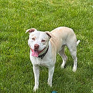 Axel joined the competition — help win amazing prizes! dog, grass, outdoor, pet, animal, tongue_out, playing, ball, collar, happy, canine, nature, summer, greenery, mammal, fur, daylight, standing, friendly, alert