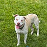 dog, grass, outdoor, pet, animal, tongue_out, playing, ball, collar, happy, canine, nature, summer, greenery, mammal, fur, daylight, standing, friendly, alert