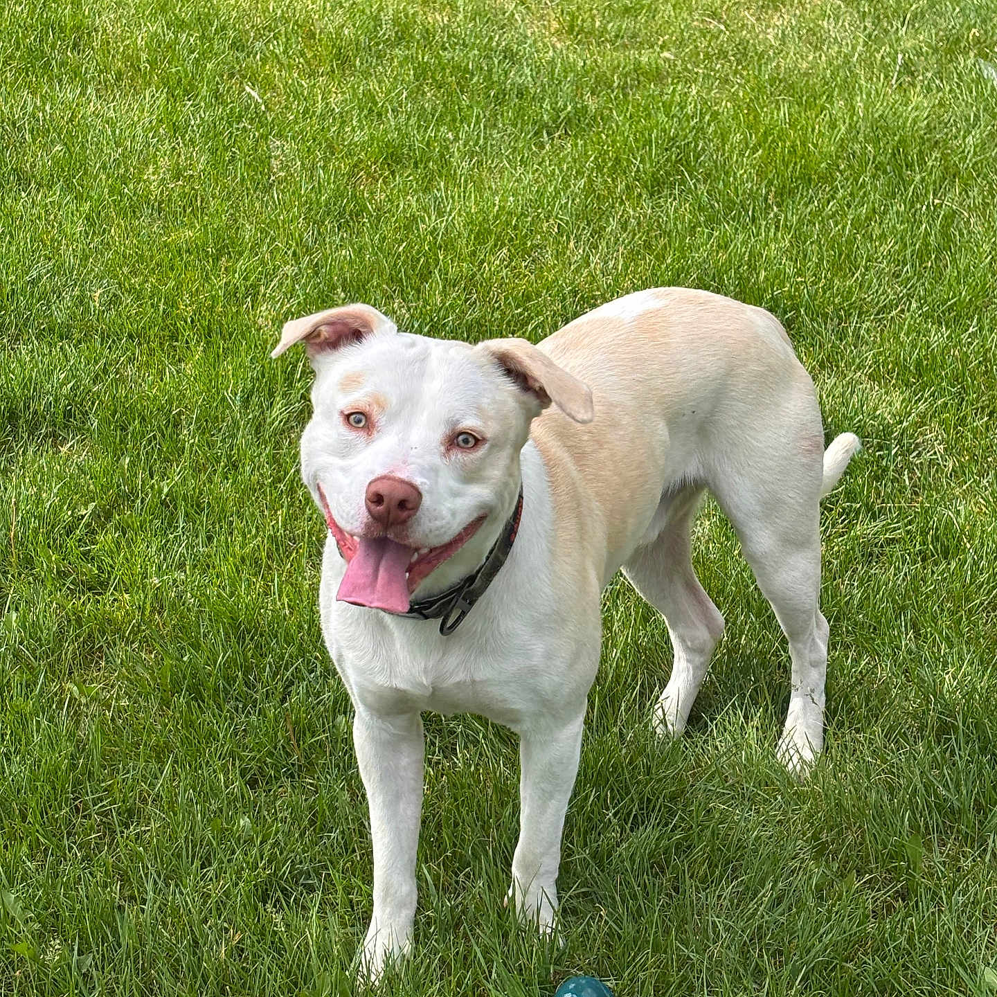Axel joined the competition — help win amazing prizes! dog, grass, outdoor, pet, animal, tongue_out, playing, ball, collar, happy, canine, nature, summer, greenery, mammal, fur, daylight, standing, friendly, alert