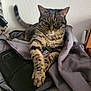 cat, tabby_cat, pet, indoor, jacket, fabric, paws, fur, striped, relaxed, sleepy, resting, home, wall, power_outlet, cord, table, lace_tablecloth, animal, mammal