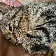 Lynette participe au concours pour gagner de l'argent avec cette photo : cat, tabby, close_up, whiskers, fur, sleepy, cozy, pet, indoor, brown, soft, relaxed, animal, face, eye, nose, ear, portrait, resting, feline