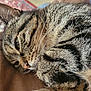cat, tabby, close_up, whiskers, fur, sleepy, cozy, pet, indoor, brown, soft, relaxed, animal, face, eye, nose, ear, portrait, resting, feline