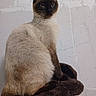 animal, blue_eyes, calm, cat, cute, domestic, ears, feline, fluffy, fur, indoors, looking_away, perch, pet, siamese_cat, sitting, tail, texture, wall, whiskers