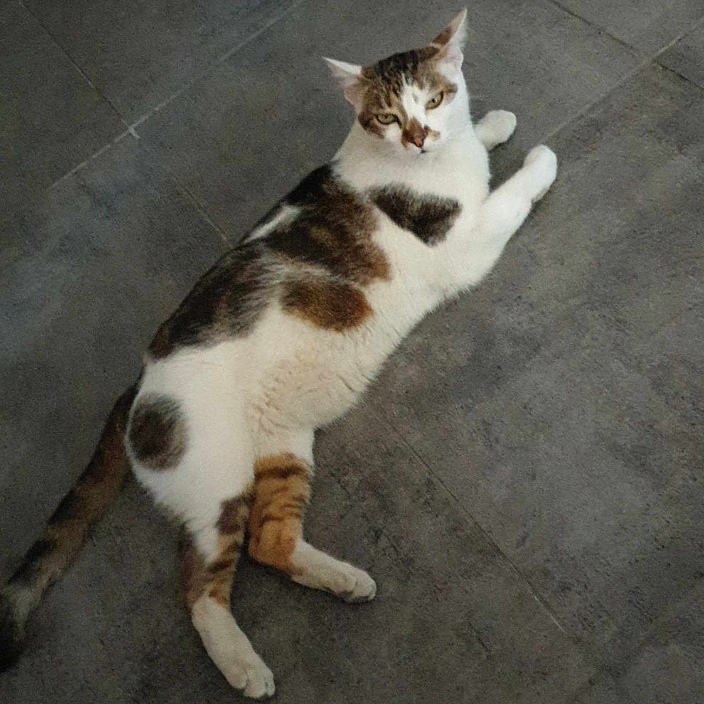 Snoopy a rejoint le concours — aidez-le/la à gagner de superbes lots ! animal, black_fur, brown_fur, cat, curious, domestic, ears, feline, floor, gray_floor, indoor, looking_up, lying_down, mammal, paws, pet, relaxed, tail, whiskers, white_fur