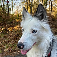 Diablotin participe au concours pour gagner de l'argent avec cette photo : accessories, animal, canine, collie, dog, eskimodog, grass, grove, husky, land, nature, outdoors, pet, plant, puppy, strap, tree, vegetation, whitedog, woodland