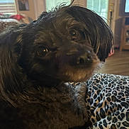 Lylamaye is registered to the contest to win money with this photo: dog, pet, indoor, close_up, black_fur, curly_fur, leopard_print, blanket, cozy, window, natural_light, curious, animal, cute, companion, fur, resting, home, living_room, domestic