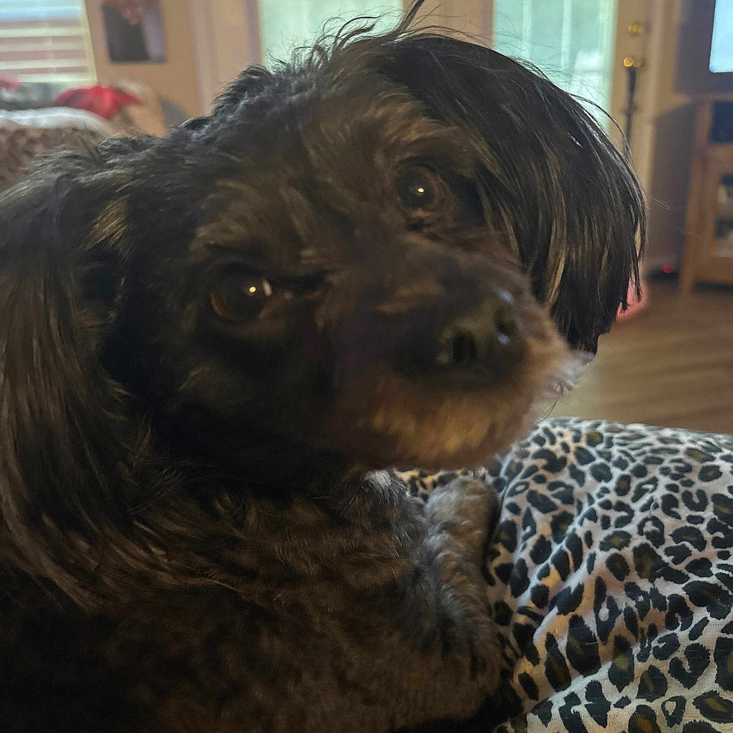 Lylamaye is registered to the contest to win money with this photo: animal, black_fur, blanket, close_up, companion, cozy, curious, curly_fur, cute, dog, domestic, fur, home, indoor, leopard_print, living_room, natural_light, pet, resting, window