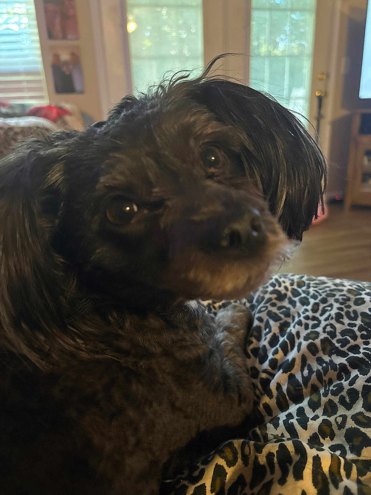 Lylamaye is registered to the contest to win money with this photo: dog, pet, indoor, close_up, black_fur, curly_fur, leopard_print, blanket, cozy, window, natural_light, curious, animal, cute, companion, fur, resting, home, living_room, domestic