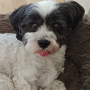 Filou a rejoint le concours — aidez-le/la à gagner de superbes lots ! affenpinscher, animal, bodypart, canine, cockerspaniel, couch, dog, furniture, hardwood, mouth, papillon, person, pet, poodle, puppy, terrier, tongue, whitedog, wood