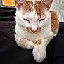 Punkin is registered to the contest to win money with this photo: animal, bedroom, blanket, cat, closeup, cozy, cute, domestic_animal, ears, feline, fur, indoor, orange_and_white, paws, pet, relaxed, resting, sleepy, soft_light, whiskers
