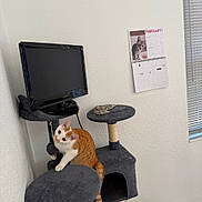 Punkin is registered to the contest to win money with this photo: cat, orange_cat, white_cat, cat_tree, indoor, calendar, television, wall, window_blinds, curious, pet, feline, scratching_post, furniture, home, playful, looking_up, domestic_animal, cozy, room