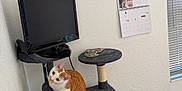 Punkin is registered to the contest to win money with this photo: calendar, cat, cat_tree, cozy, curious, domestic_animal, feline, furniture, home, indoor, looking_up, orange_cat, pet, playful, room, scratching_post, television, wall, white_cat, window_blinds