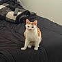 Punkin joined the competition — help win amazing prizes! cat, orange_and_white_cat, bed, black_bedspread, blanket, remote_control, indoor, pet, feline, animal, curious, sitting, resting, domestic, cozy, fur, ears, whiskers, eyes, quiet