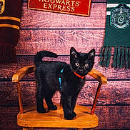 Blue participe au concours pour gagner de l'argent avec cette photo : cat, black_cat, kitten, animal, pet, standing, chair, wooden_chair, indoors, portrait, wizarding_theme, hogwarts, harry_potter, platform_9_3_4, scarf, slytherin, wooden_background, costume, collar, photography