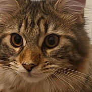 Nellie joined the competition — help win amazing prizes! cat, tabby, close_up, whiskers, ears, fur, pet, animal, cute, curious, soft, beige, resting, indoor, mammal, face, eyes, portrait, feline, young_cat