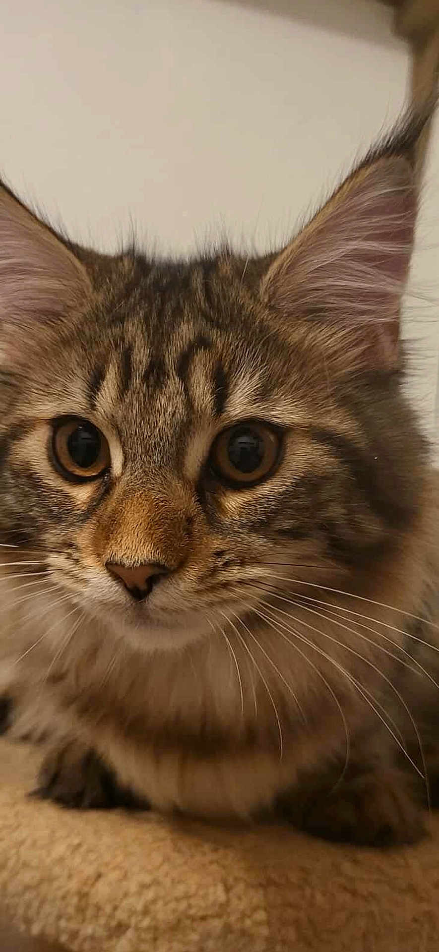 Nellie joined the competition — help win amazing prizes! cat, tabby, close_up, whiskers, ears, fur, pet, animal, cute, curious, soft, beige, resting, indoor, mammal, face, eyes, portrait, feline, young_cat