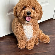 Benji is registered to the contest to win money with this photo: dog, curly_fur, brown, white_patch, pet, indoor, floor, wooden_floor, door, happy, smiling, cute, fur, animal, companion, sitting, friendly, small_dog, canine, domestic