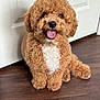 dog, curly_fur, brown, white_patch, pet, indoor, floor, wooden_floor, door, happy, smiling, cute, fur, animal, companion, sitting, friendly, small_dog, canine, domestic