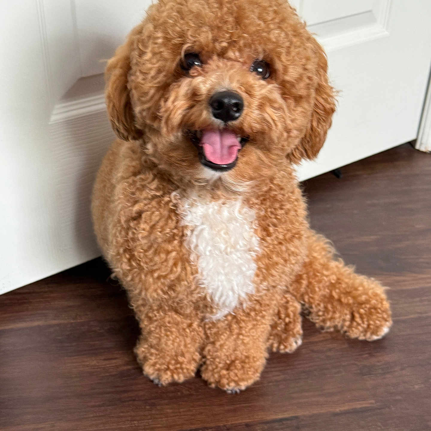 Benji is registered to the contest to win money with this photo: animal, brown, canine, companion, curly_fur, cute, dog, domestic, door, floor, friendly, fur, happy, indoor, pet, sitting, small_dog, smiling, white_patch, wooden_floor
