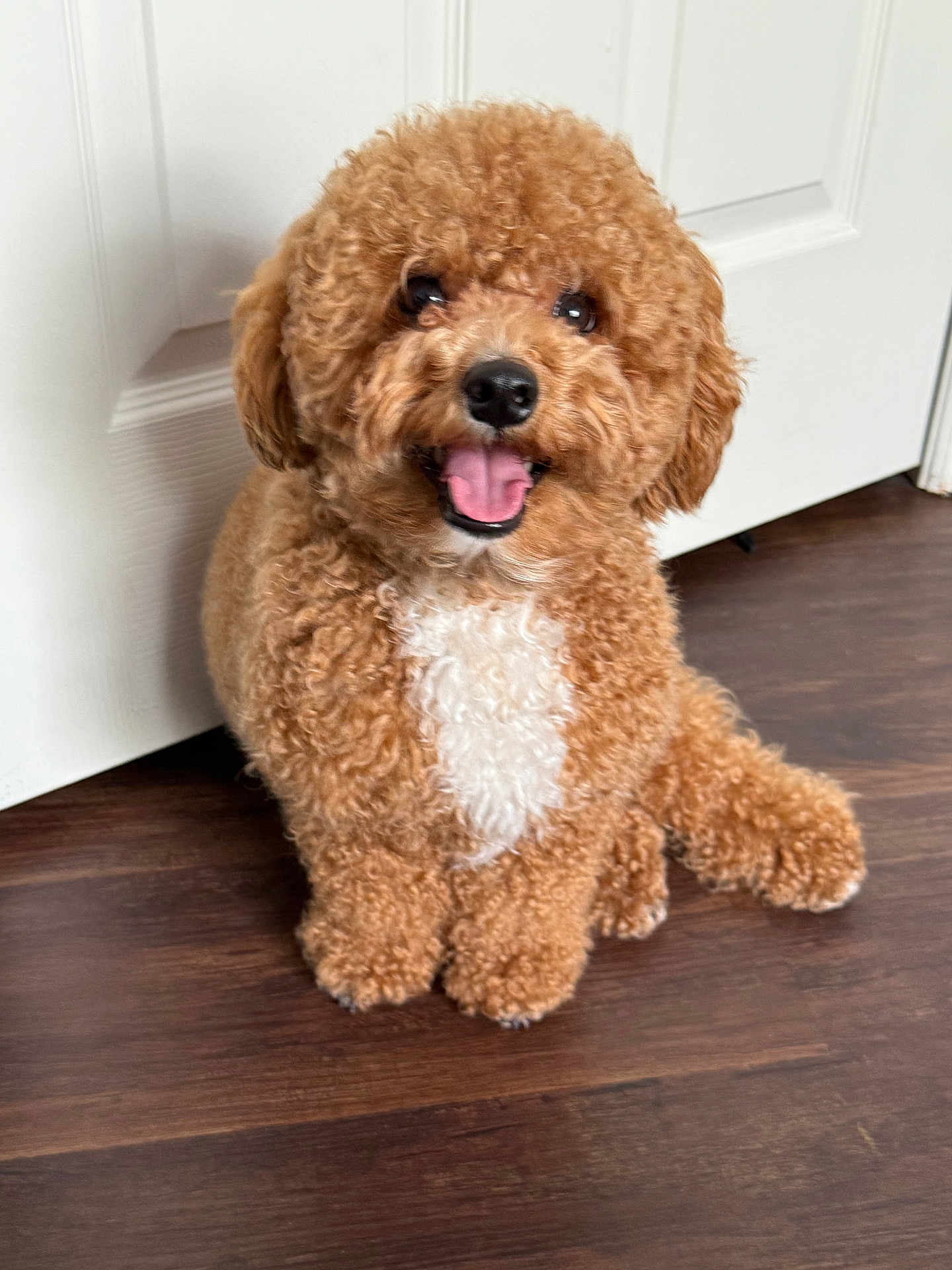 Benji is registered to the contest to win money with this photo: dog, curly_fur, brown, white_patch, pet, indoor, floor, wooden_floor, door, happy, smiling, cute, fur, animal, companion, sitting, friendly, small_dog, canine, domestic