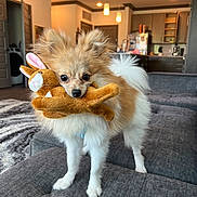 Bougie is registered to the contest to win money with this photo: animal, bunny, canine, carpet, couch, cute, dog, domestic_animal, ears, eyes, fluffy, fur, furniture, indoor, living_room, pet, plush_toy, small_dog, tail, toy