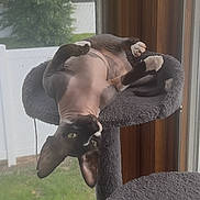 Hermès is registered to the contest to win money with this photo: animal, cat, cat_tree, curious, ears, feline, furry, grass, green_eyes, hairless_cat, home, indoor, pet, playful, relaxed, screen, sunlight, tree, upside_down, window