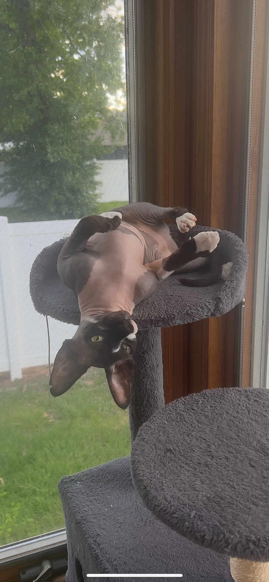 Hermès is registered to the contest to win money with this photo: animal, cat, cat_tree, curious, ears, feline, furry, grass, green_eyes, hairless_cat, home, indoor, pet, playful, relaxed, screen, sunlight, tree, upside_down, window