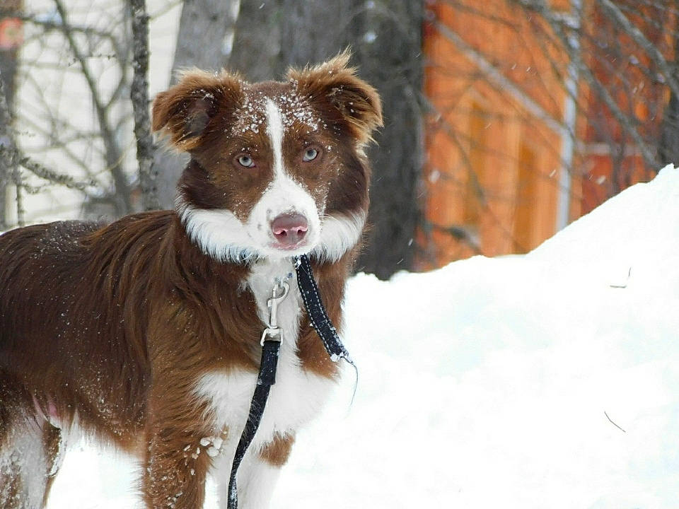Ryder a rejoint le concours — aidez-le/la à gagner de superbes lots ! canidae, carnivore, companion_dog, dog, dog_breed, dog_supply, fawn, freezing, fur, liver, puppy, snout, snow, sporting_group, tail, terrestrial_animal, whiskers, window, winter, working_dog