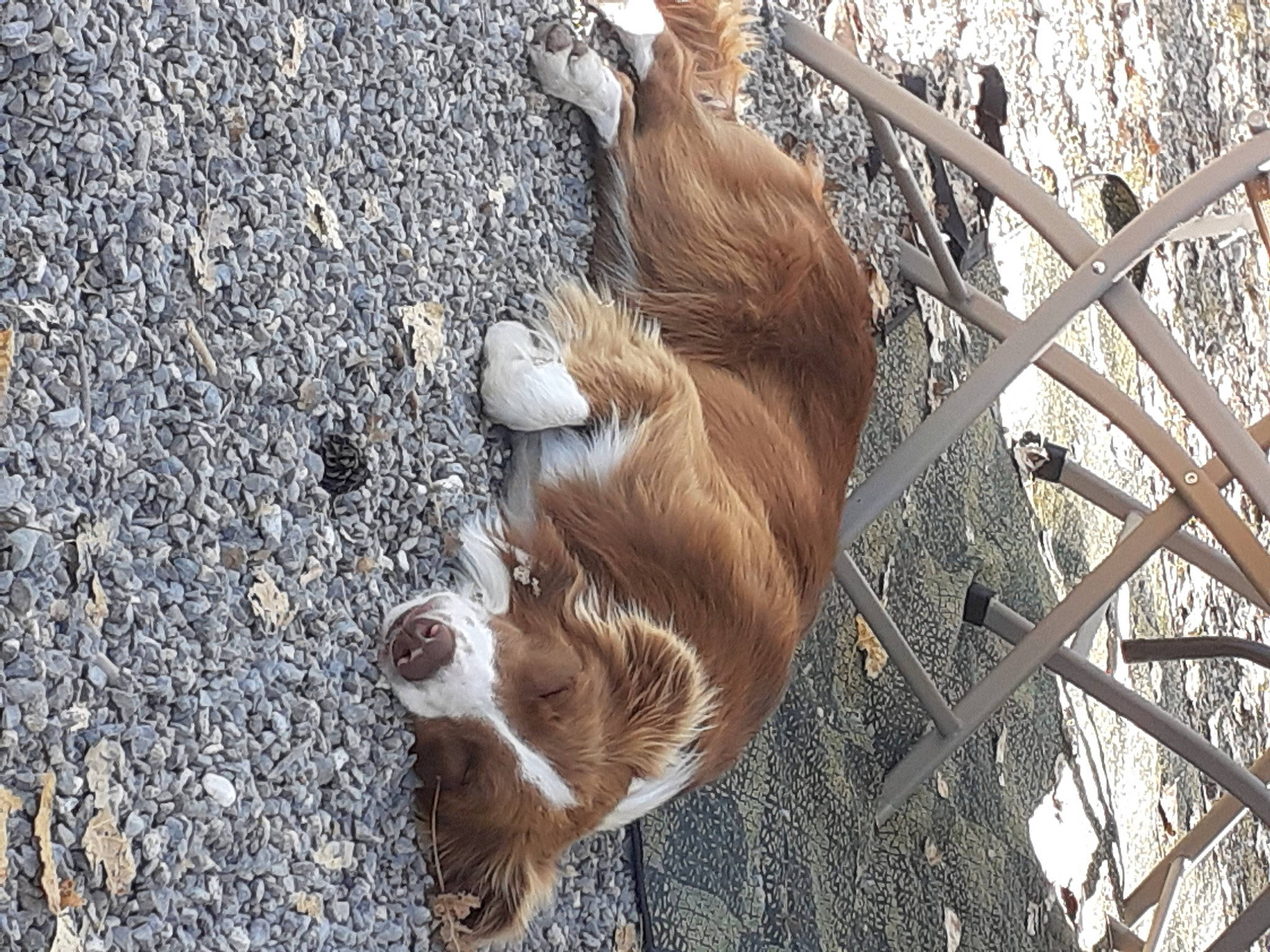 Ryder participe au concours pour gagner de l'argent avec cette photo : animal_shelter, beak, canidae, carnivore, claw, companion_dog, dog_breed, fawn, fur, goats, natural_material, pet_supply, snout, sporting_group, tail, terrestrial_animal, trunk, twig, wing, wood