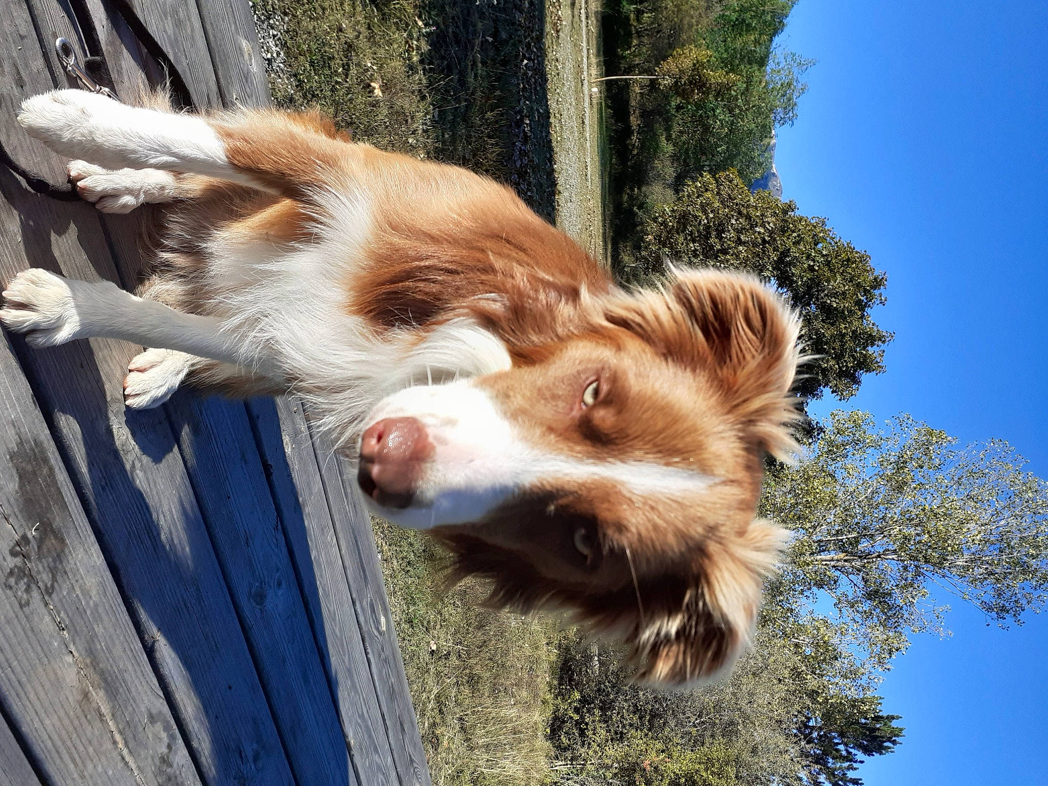Ryder participe au concours pour gagner de l'argent avec cette photo : border_collie, carnivore, companion_dog, dog, dog_breed, fawn, felidae, fur, grass, herding_dog, liver, sky, small_to_medium_sized_cats, tail, terrestrial_animal, tree, vertebrate, whiskers, wood, working_animal