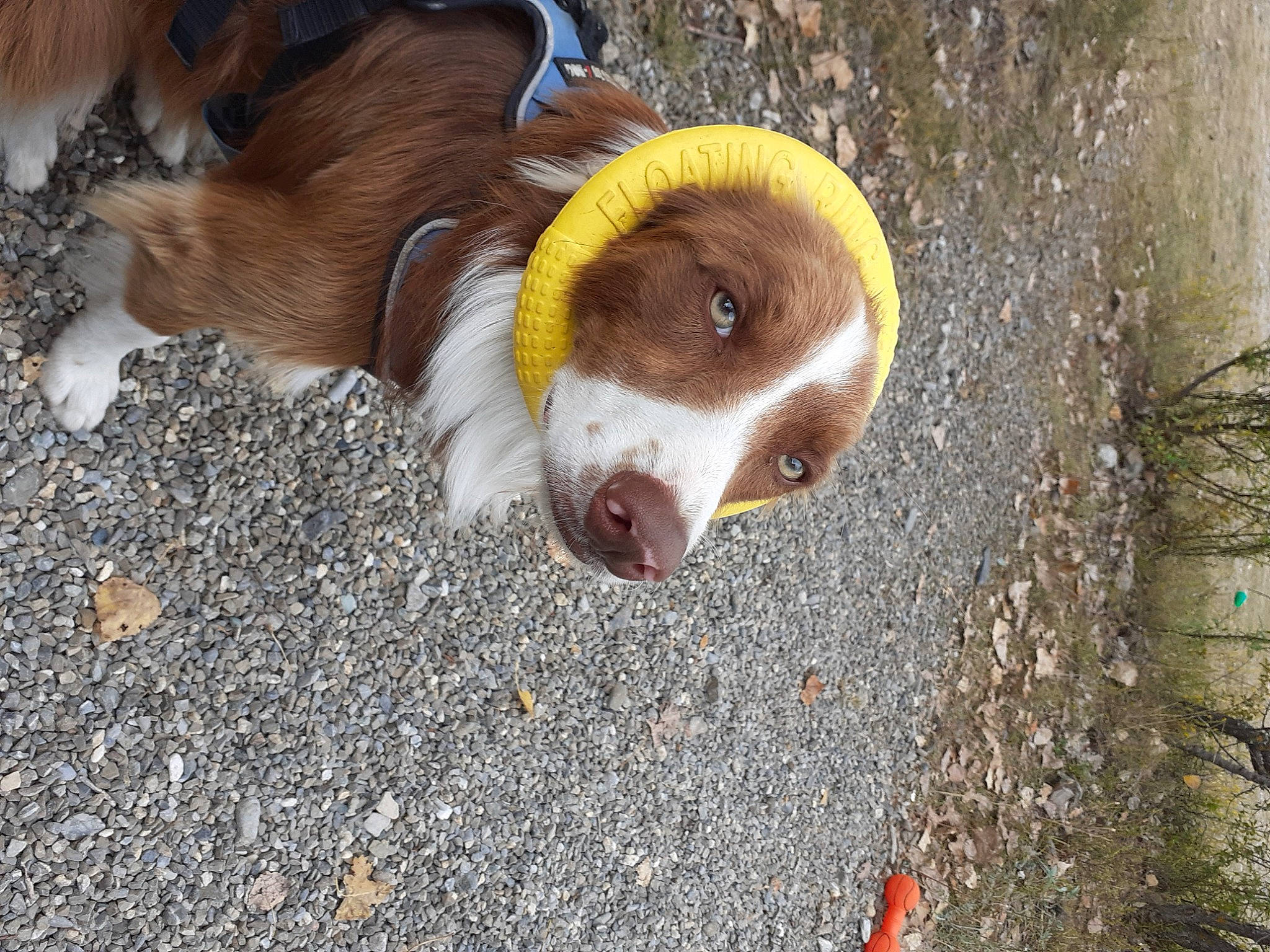 Ryder participe au concours pour gagner de l'argent avec cette photo : canidae, carnivore, companion_dog, dog, dog_breed, eye, fawn, fur, grass, liver, road_surface, snout, soil, sporting_group, tail, terrestrial_animal, whiskers, wildlife, wood, working_animal