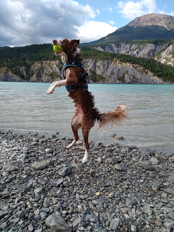 Ryder a rejoint le concours — aidez-le/la à gagner de superbes lots ! beach, carnivore, cloud, coastal_and_oceanic_landforms, dog, dog_breed, happy, lake, landscape, leg, leisure, mountain, outdoor_recreation, people_in_nature, plant, recreation, sky, tree, water, wood