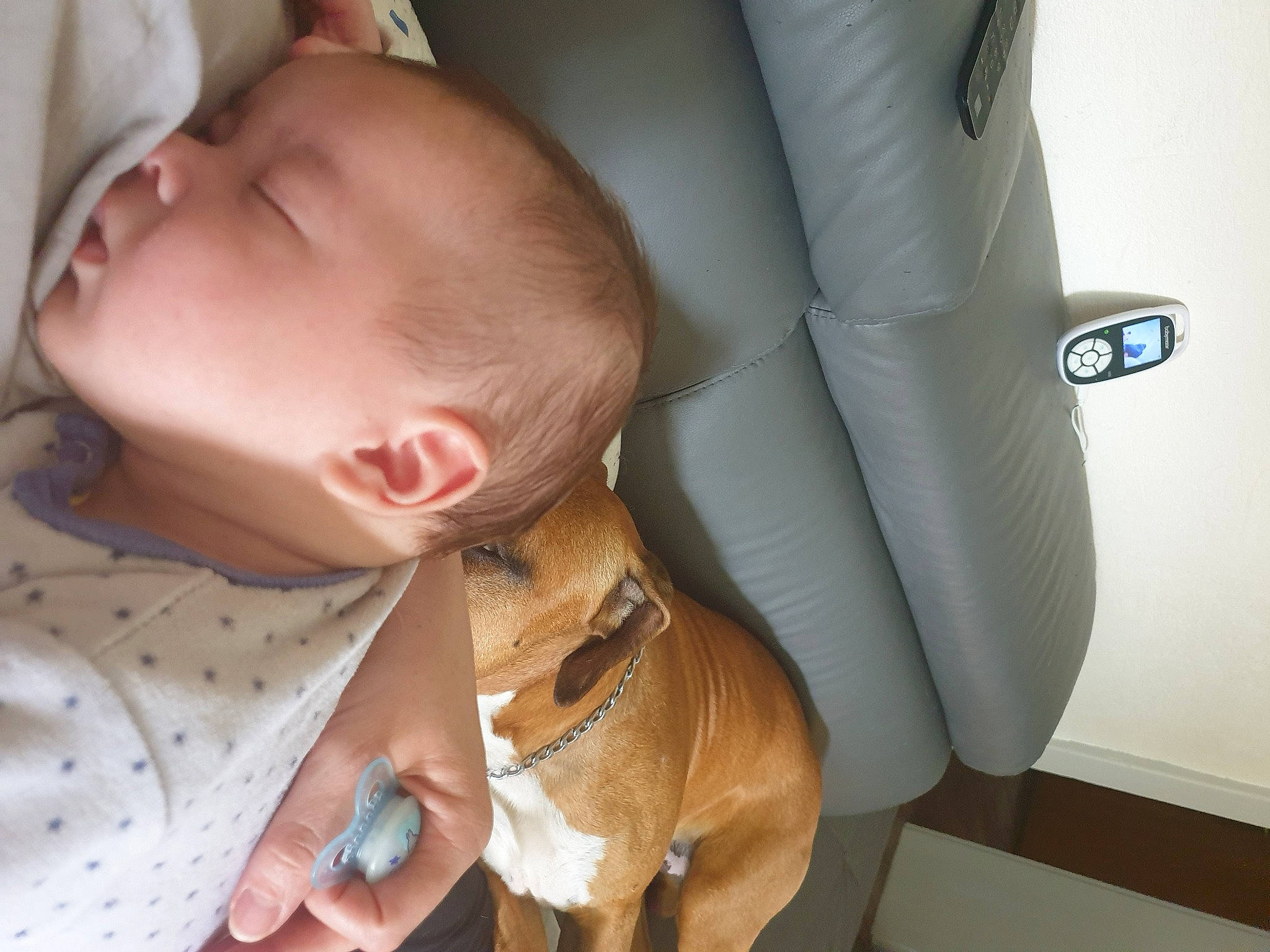 Steven participe au concours pour gagner de l'argent avec cette photo : baby, baby_sleeping, birth, canidae, carnivore, cheek, child, companion_dog, dog, dog_breed, ear, fawn, head, nap, non_sporting_group, nose, person, puppy, skin, snout