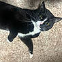 Neji joined the competition — help win amazing prizes! animal, black_and_white, carpet, cat, close_up, cute, domestic_cat, ears, feline, fur, indoor, laying_down, looking_up, nose, paw, pet, relaxed, tuxedo_cat, whiskers, yellow_eyes