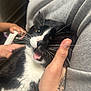 Neji is registered to the contest to win money with this photo: animal, black_and_white_cat, blurred_background, book, cat, close_up, comfort, domestic_animal, fur, grey_clothing, hand, holding, indoor, open_mouth, person, pet, relaxed, tattoo, teeth, whiskers