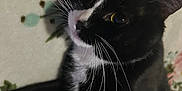 Neji is registered to the contest to win money with this photo: animal, black_and_white, blanket, cat, closeup, comfort, cute, domestic_animal, eyes, feline, floral_pattern, fur, indoor, looking, mammal, pet, portrait, relaxing, soft_texture, whiskers