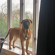Nico joined the competition — help win amazing prizes! dog, brown_dog, window, windowsill, indoor, chair, pillow, tree, house, backyard, fence, curtain, pet, canine, daylight, muscular, standing, looking_out, domestic, home