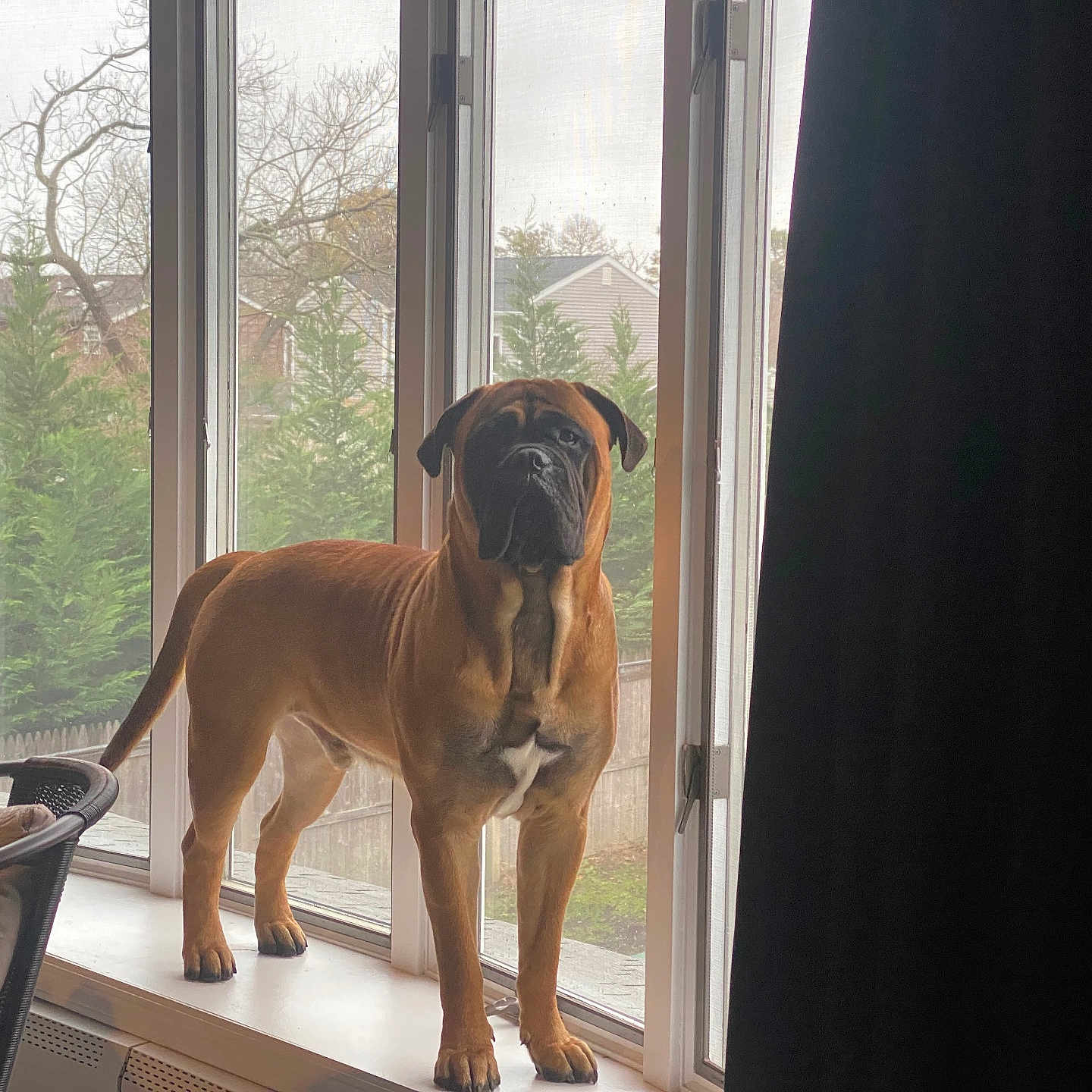 Nico joined the competition — help win amazing prizes! backyard, brown_dog, canine, chair, curtain, daylight, dog, domestic, fence, home, house, indoor, looking_out, muscular, pet, pillow, standing, tree, window, windowsill